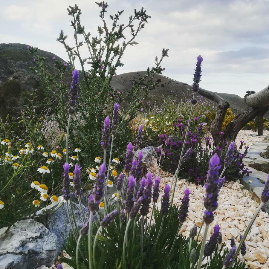 Гостьовий будинок Cortijo Claudia Taberno Екстер'єр фото
