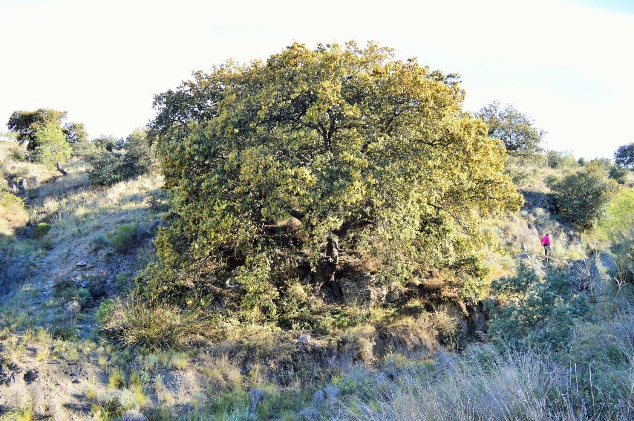 Гостьовий будинок Cortijo Claudia Taberno Екстер'єр фото